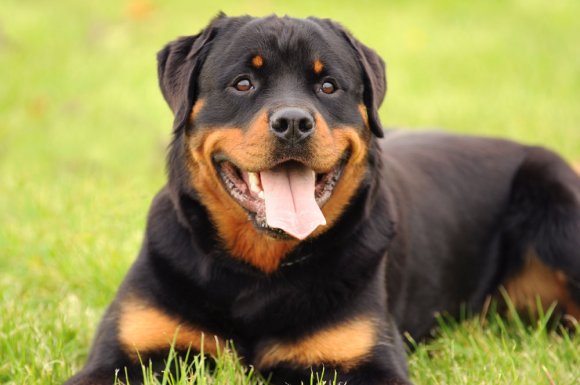 Pension pour chien catégorisé - Trézioux - Les Aristochiens