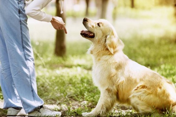 Professionnel du bien-être animal - Trézioux - Les Aristochiens