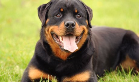 Pension pour chien catégorisé - Trézioux - Les Aristochiens