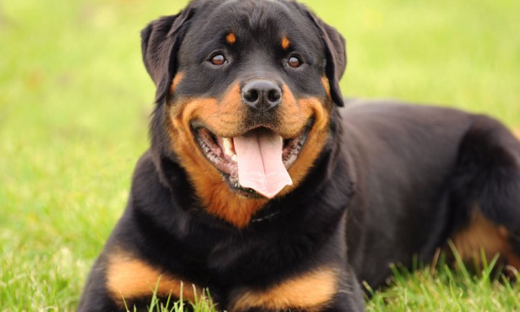 Pension animalière pour chiens catégorisés 1 et 2 - Trézioux - Les Aristochiens